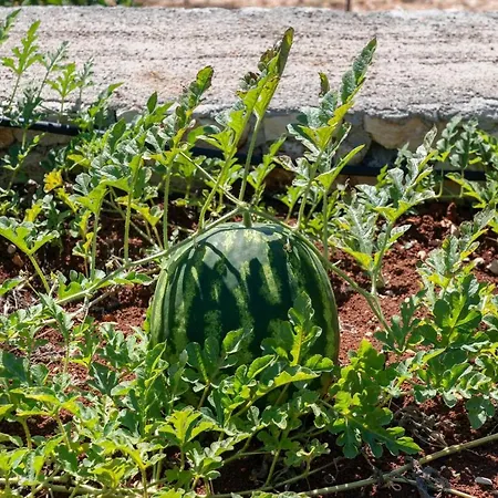 Euphoria Retreat Villa Mánganos