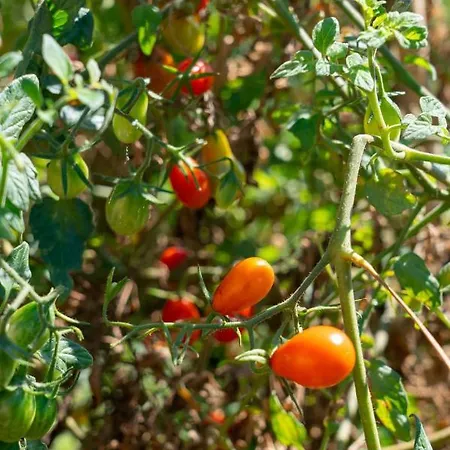 Euphoria Retreat * Mánganos