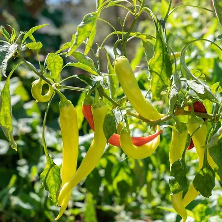 Euphoria Retreat Villa