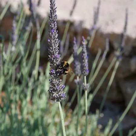 Villa Euphoria Retreat Mánganos